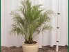 Phoenix-Roebelini-Palm