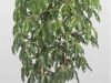 Schefflera_Amate_tmb.jpg