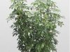 Schefflera_Arboricola_Bush_tmb.jpg