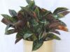 Aglonemea Hybrid