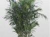 Bamboo Palm