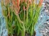 Succulent.Euphorbia.firestick