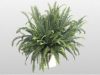 Kimberly Queen Fern