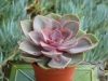 succulent.Echeveria.afterglow