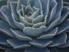 succulent.echeveria