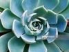 succulent.echeveria