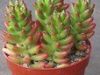 succulent.sedum