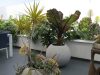 Patio plants