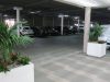 Kentia Palms