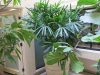 Rhaphis Palm