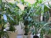 Large trees for indoors