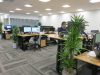 Office plants