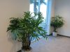 Rhaphis Palms