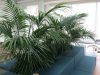 Indoor Kentia Palms