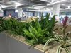 Bromeliads