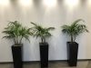 Kentia Palms