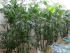 Chamaedorea Palm