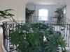 House plants