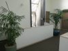 Kentia Palms