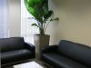 indoor office-plants Los Angeles commercial client Barrister
