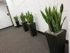 plant-service-office-hallway-interior-plants-in-los-angeles-Davisprop1