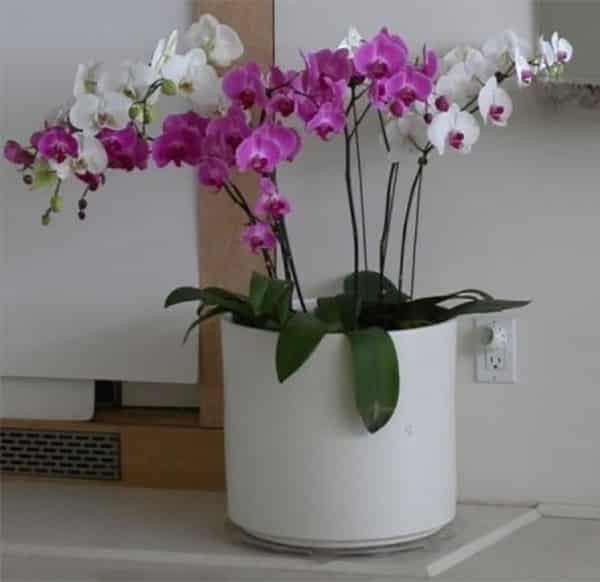 orchids